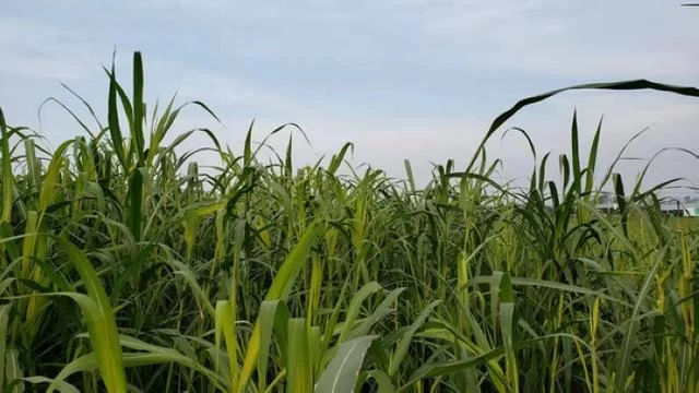 领导专家齐聚,探讨“忠华盛世金牧粮草”高科技种养循环产业发展(图8) 领导专家齐聚,探讨“忠华盛世金牧粮草”高科技种养循环产业发展(图8)