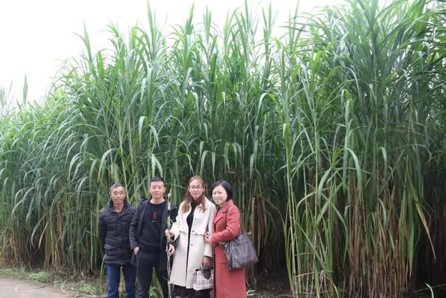 领导专家齐聚,探讨“忠华盛世金牧粮草”高科技种养循环产业发展(图10) 领导专家齐聚,探讨“忠华盛世金牧粮草”高科技种养循环产业发展(图10)