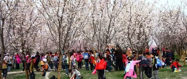樱花文旅的千亿未来