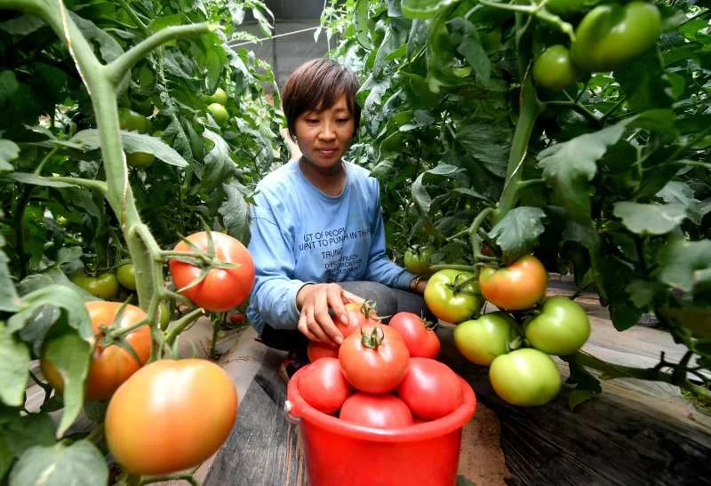 多彩榆林:不只有黑金(图2) 多彩榆林:不只有黑金(图2)