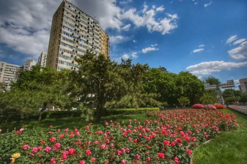 战“疫”东城丨许你一路繁花(图4)