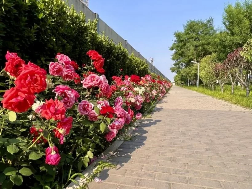 战“疫”东城丨许你一路繁花(图14)