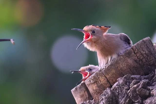 “你好！戴胜”首届定格中湖摄影大赛优秀作品展启幕