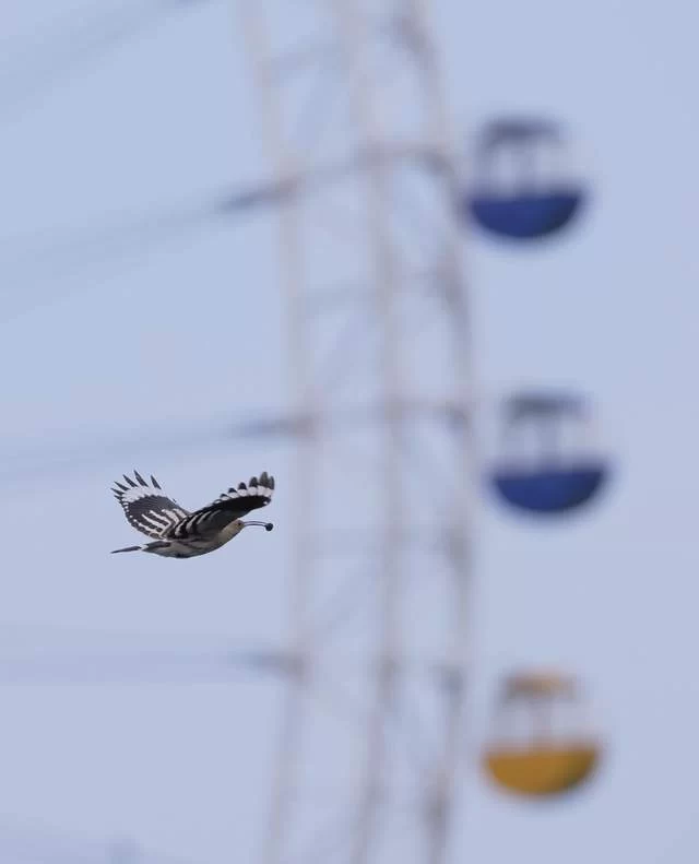 “你好！戴胜”首届定格中湖摄影大赛优秀作品展启幕(图4)