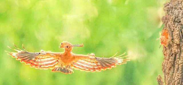 “你好！戴胜”首届定格中湖摄影大赛优秀作品展启幕(图5)