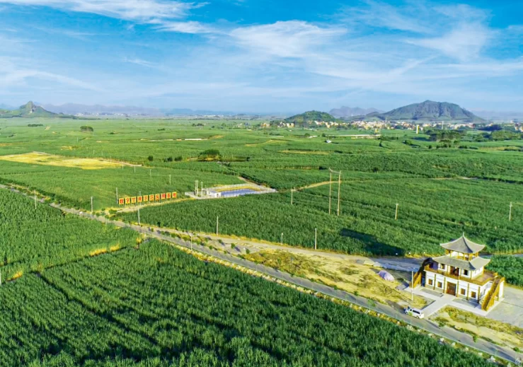 不负沃野，为了乡亲们的生活像甘蔗一样甜蜜(图1)