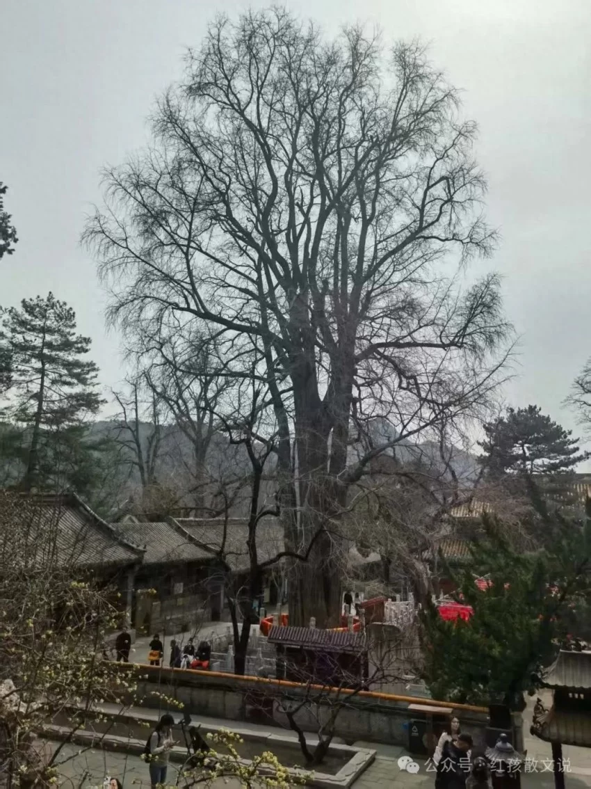 佛光里的林徽因