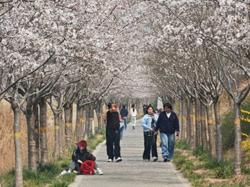 春樱绽芳华 鹤城迎宾客,邀您共赴鹤壁樱花之约