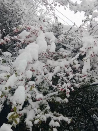 龙顺：在风雪中屹立