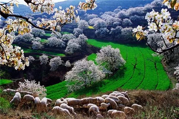 春暖花开 疫情尽散 春游去吧!(图7) 春暖花开 疫情尽散 春游去吧!(图7)