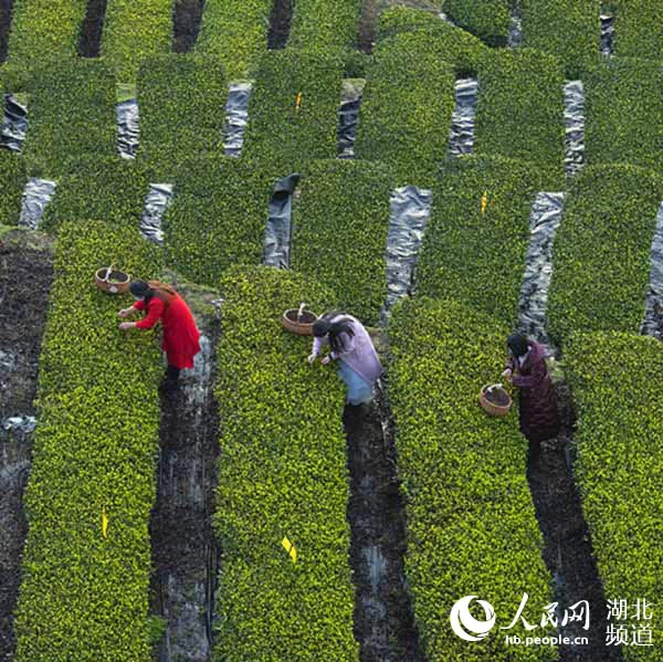 茶藕飘香龙虾跳 湖北“云上春耕”忙(图3) 茶藕飘香龙虾跳 湖北“云上春耕”忙(图3)