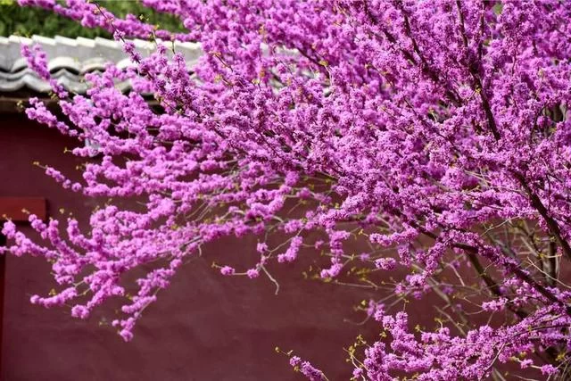 山西运城百花节:“美丽乡村”带来“美丽经济”(图4) 山西运城百花节:“美丽乡村”带来“美丽经济”(图4)