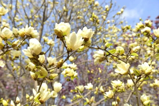 山西运城百花节:“美丽乡村”带来“美丽经济”(图2) 山西运城百花节:“美丽乡村”带来“美丽经济”(图2)