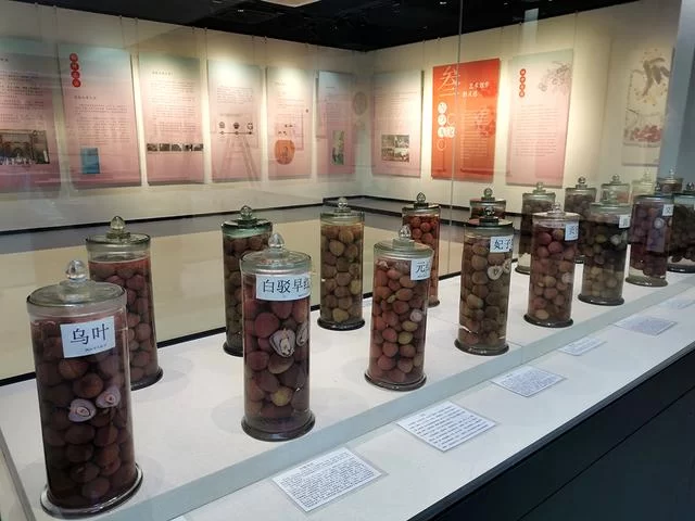 “红土荔香书岭南”东莞大岭山荔香文化展6月10日开幕(图6) “红土荔香书岭南”东莞大岭山荔香文化展6月10日开幕(图6)