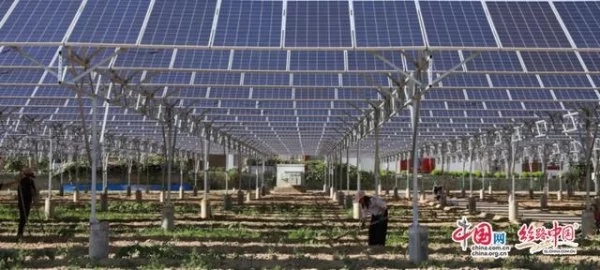 陕西米脂：做强产业支撑 推进脱贫攻坚与乡村振兴有机衔接