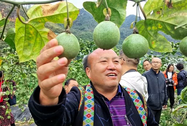 用有温度的作品助力脱贫攻坚——广西、百色两级文联组织作家赴隆林采风侧记(图10) 用有温度的作品助力脱贫攻坚——广西、百色两级文联组织作家赴隆林采风侧记(图10)