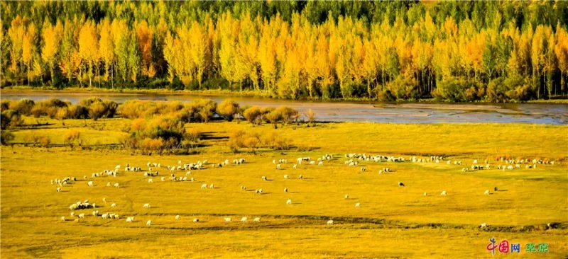实力圈粉!“千里草原”从春美到冬(图16) 实力圈粉!“千里草原”从春美到冬(图16)