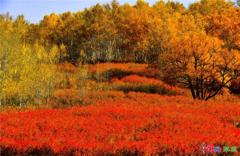 实力圈粉!“千里草原”从春美到冬(图18) 实力圈粉!“千里草原”从春美到冬(图18)