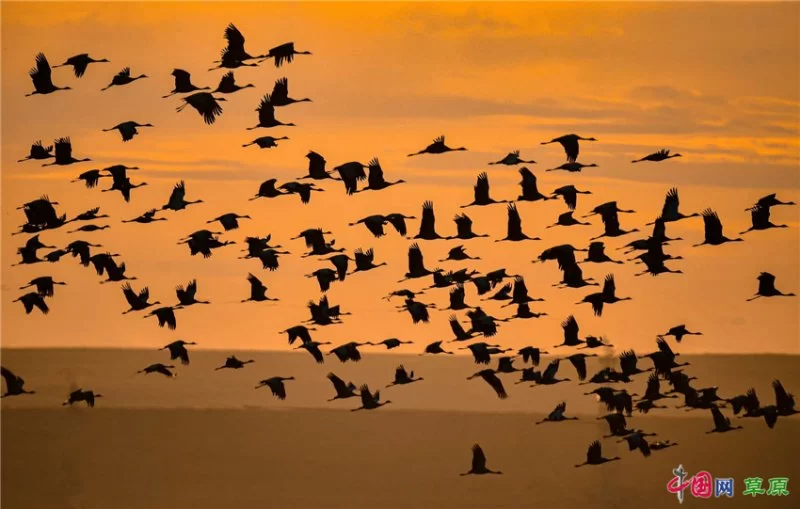 实力圈粉!“千里草原”从春美到冬(图20) 实力圈粉!“千里草原”从春美到冬(图20)