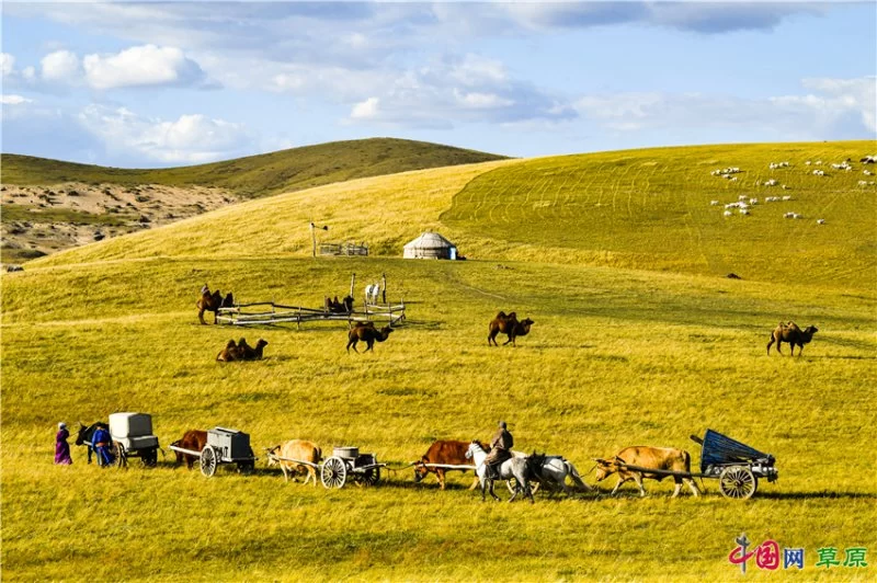 实力圈粉!“千里草原”从春美到冬(图19) 实力圈粉!“千里草原”从春美到冬(图19)