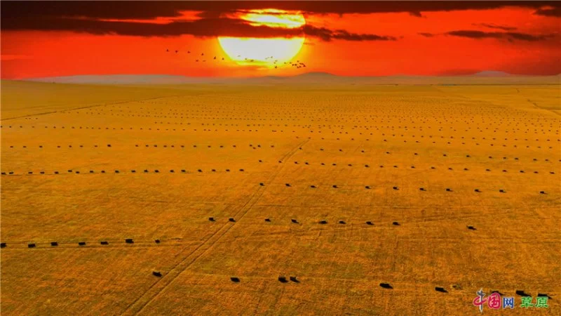 实力圈粉!“千里草原”从春美到冬(图17) 实力圈粉!“千里草原”从春美到冬(图17)