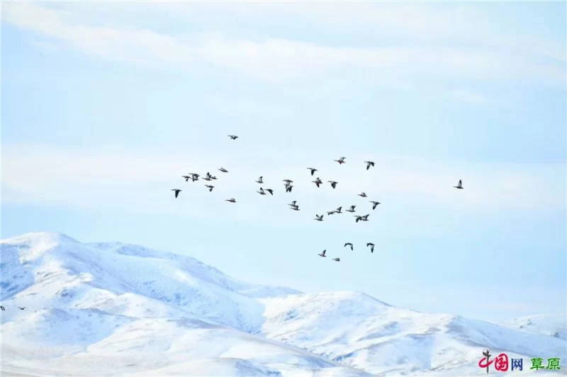 实力圈粉!“千里草原”从春美到冬(图25) 实力圈粉!“千里草原”从春美到冬(图25)