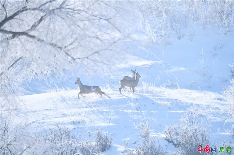 实力圈粉!“千里草原”从春美到冬(图26) 实力圈粉!“千里草原”从春美到冬(图26)