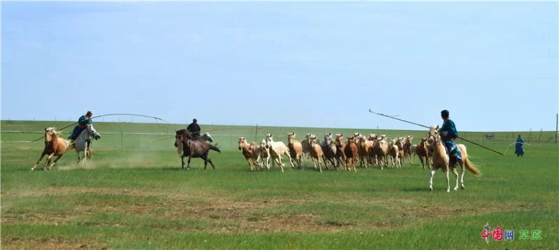 实力圈粉!“千里草原”从春美到冬(图11) 实力圈粉!“千里草原”从春美到冬(图11)