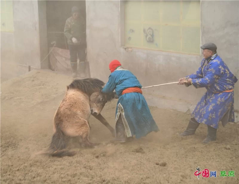实力圈粉!“千里草原”从春美到冬(图4) 实力圈粉!“千里草原”从春美到冬(图4)