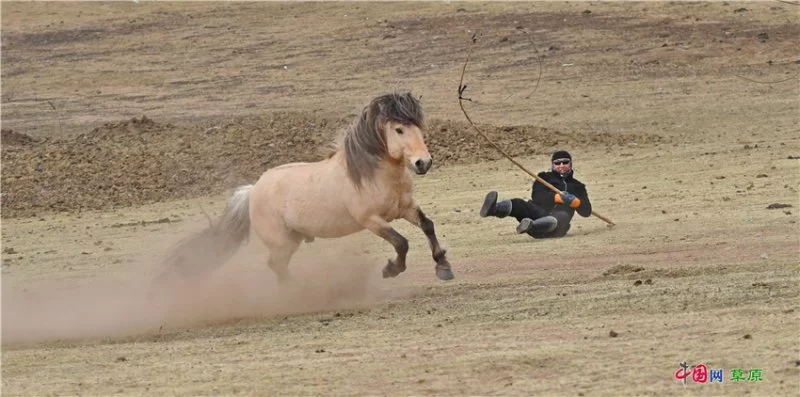 实力圈粉!“千里草原”从春美到冬(图3) 实力圈粉!“千里草原”从春美到冬(图3)