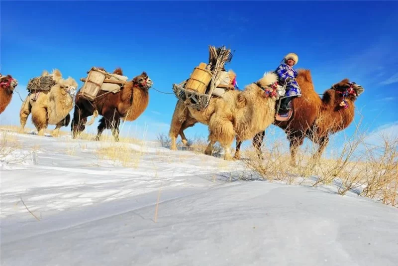 实力圈粉!“千里草原”从春美到冬(图23) 实力圈粉!“千里草原”从春美到冬(图23)