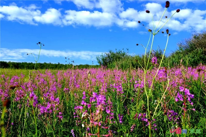 实力圈粉!“千里草原”从春美到冬(图9) 实力圈粉!“千里草原”从春美到冬(图9)