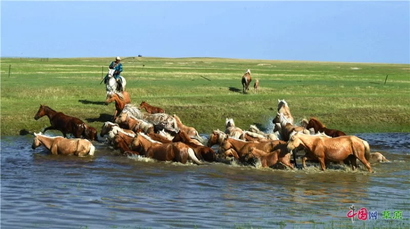 实力圈粉!“千里草原”从春美到冬(图13) 实力圈粉!“千里草原”从春美到冬(图13)