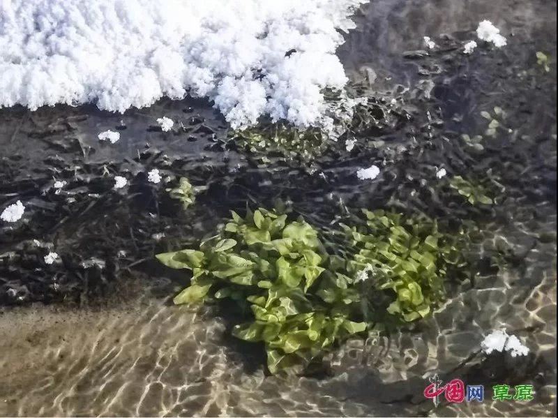 实力圈粉!“千里草原”从春美到冬(图1) 实力圈粉!“千里草原”从春美到冬(图1)