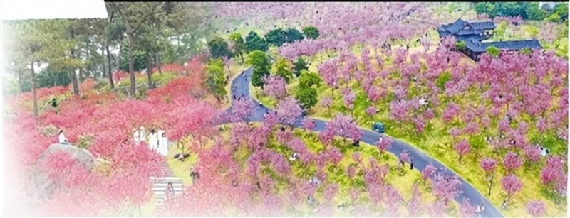 正是山花烂漫时——南宁青秀山“赏花经济”观察