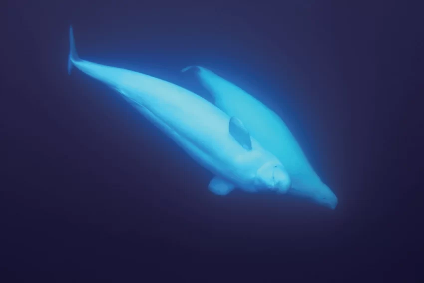 首届三亚国际摄影周将于12月9日开幕(图2) 首届三亚国际摄影周将于12月9日开幕(图2)