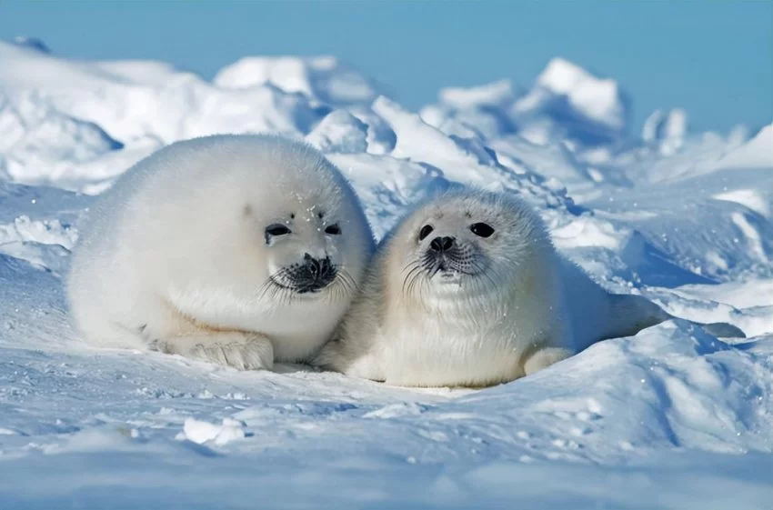 首届三亚国际摄影周将于12月9日开幕(图3) 首届三亚国际摄影周将于12月9日开幕(图3)