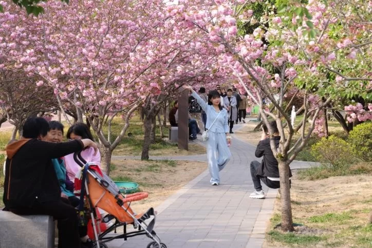 鹤壁樱花季爆火!三大绝美打卡地曝光,随手一拍就是大片!错过再等一年!(图3) 鹤壁樱花季爆火!三大绝美打卡地曝光,随手一拍就是大片!错过再等一年!(图3)