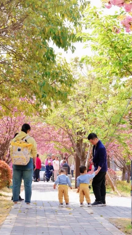 鹤壁樱花季爆火!三大绝美打卡地曝光,随手一拍就是大片!错过再等一年!(图2) 鹤壁樱花季爆火!三大绝美打卡地曝光,随手一拍就是大片!错过再等一年!(图2)