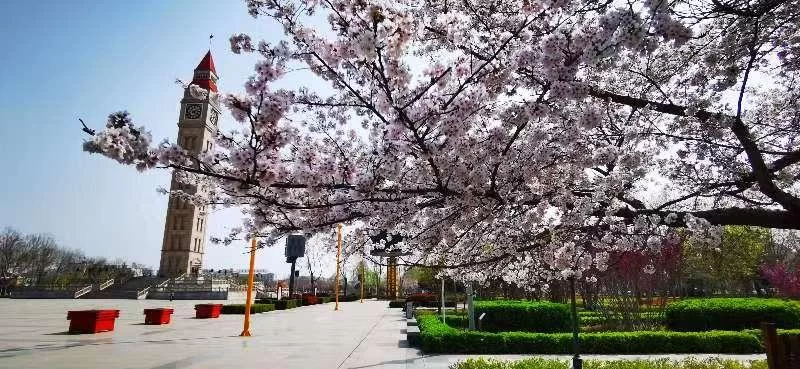 鹤壁市淇滨区：樱花树下品《诗经》 奏响千年“诗樱和弦”(图2)