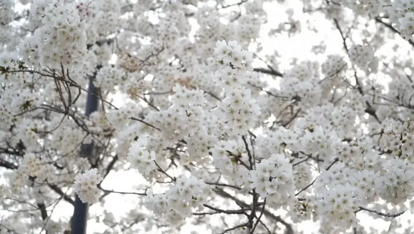 鹤壁市淇滨区：樱花树下品《诗经》 奏响千年“诗樱和弦”(图1)