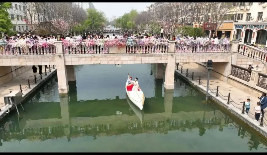 鹤壁市淇滨区：樱花树下品《诗经》 奏响千年“诗樱和弦”(图5)