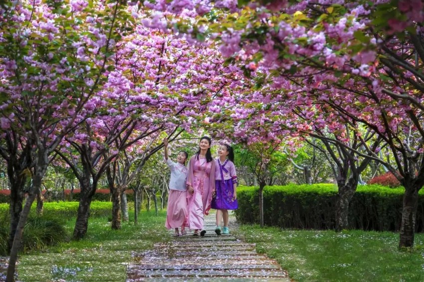 鹤壁市淇滨区：樱花树下品《诗经》 奏响千年“诗樱和弦”(图6)