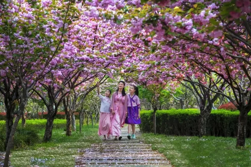 鹤壁市淇滨区：樱花树下品《诗经》 奏响千年“诗樱和弦”(图6)