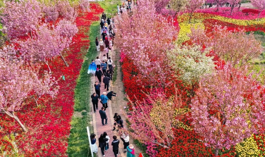 樱花与国风的完美结合——鹤壁樱花季奏响春日华章(图1) 樱花与国风的完美结合——鹤壁樱花季奏响春日华章(图1)