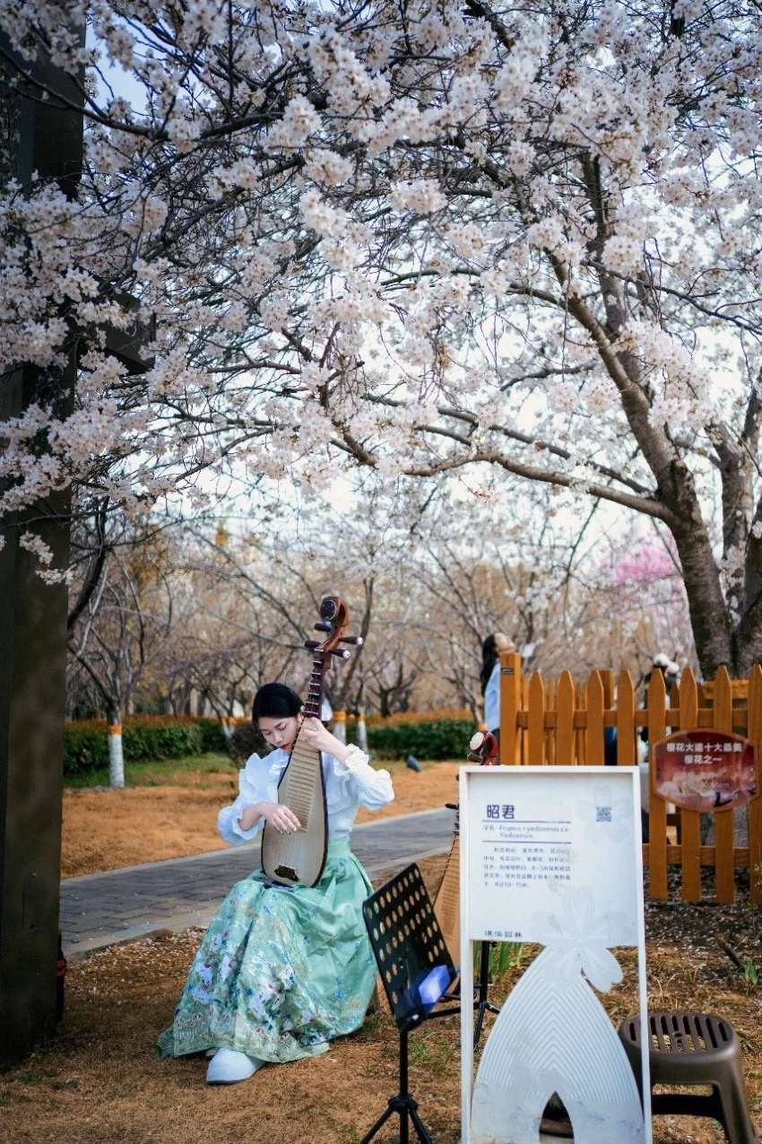 鹤壁樱花季探索传统文化赋能春日文旅新模式(图2)