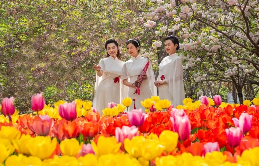 鹤壁樱花季探索传统文化赋能春日文旅新模式(图3)