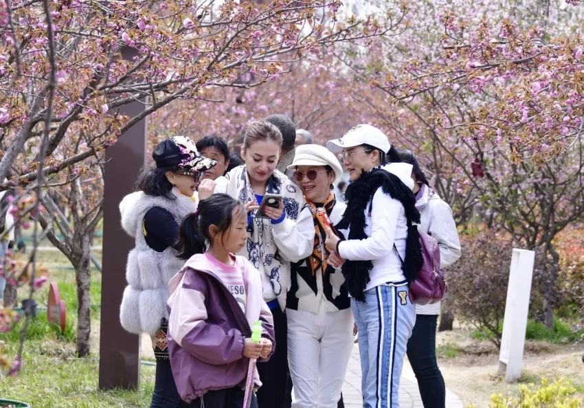 鹤壁樱花季探索传统文化赋能春日文旅新模式(图4)