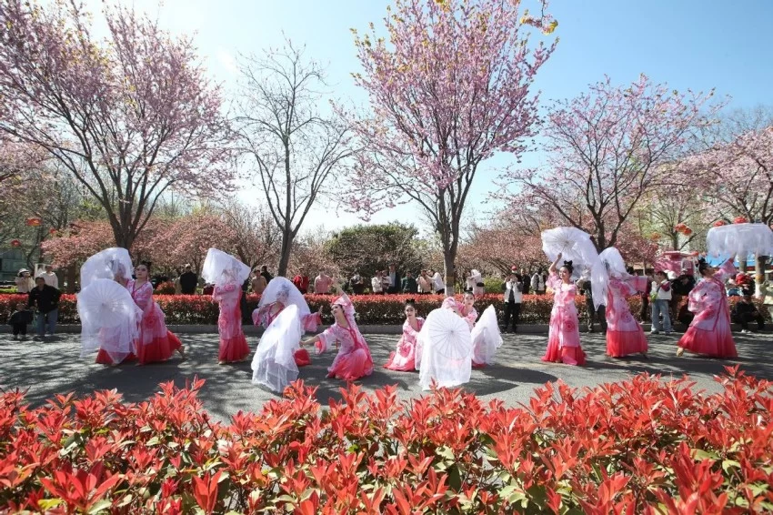 第十一届鹤壁樱花季启幕 以“樱花+”激活文旅消费全链条(图8)