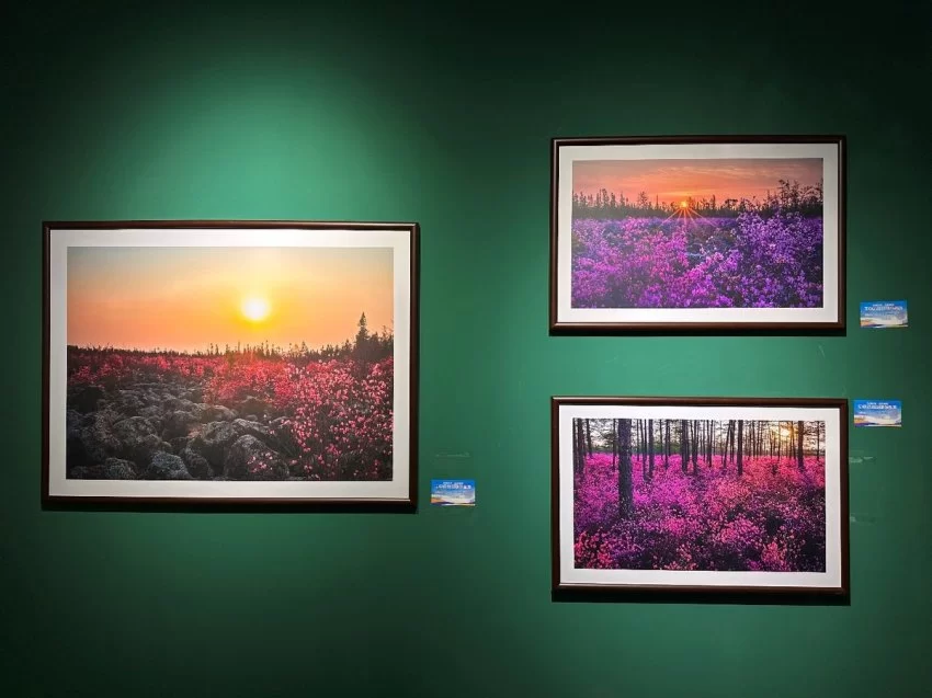 展示丰林四季旅游资源，“大美伊春·魅力丰林”四季风光摄影作品展上海站开幕(图5)